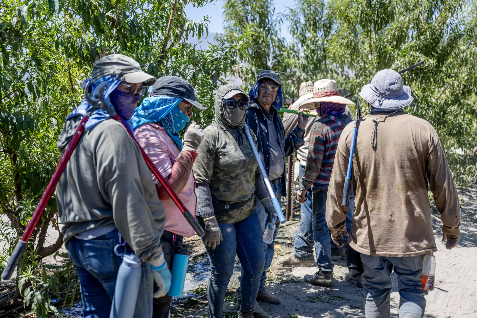 A group of 7 farmworkers in the field holding cutting tools.